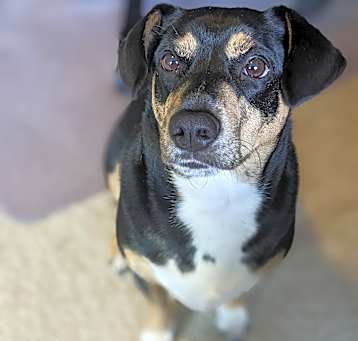 Photo of Loki