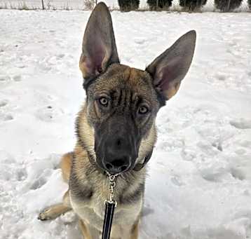 Photo of Enzo