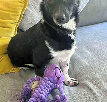 Photo of Archie