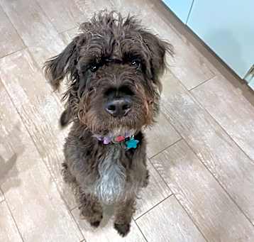 Photo of Kona