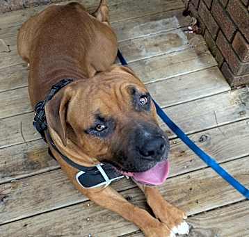 Photo of Bruno