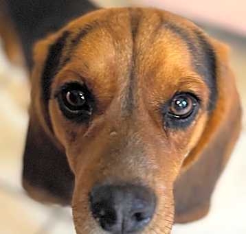 Photo of Bo