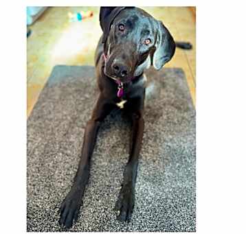 Photo of Lacey