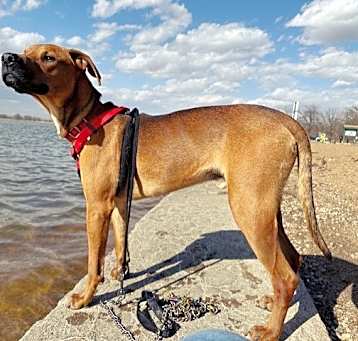 Photo of MOJO