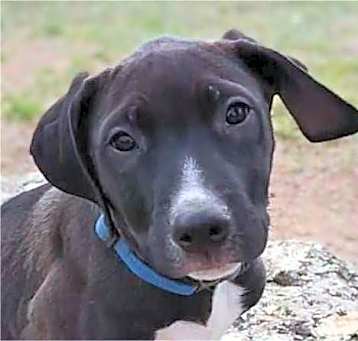 Photo of Louie