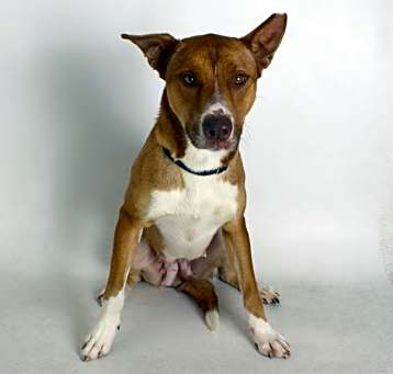 Photo of Josie