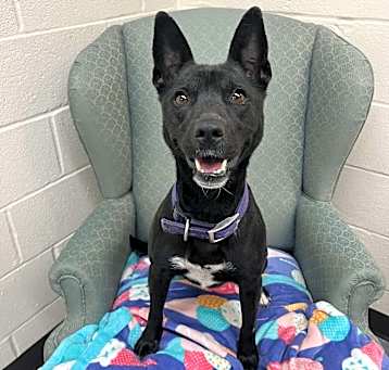 Photo of Koda
