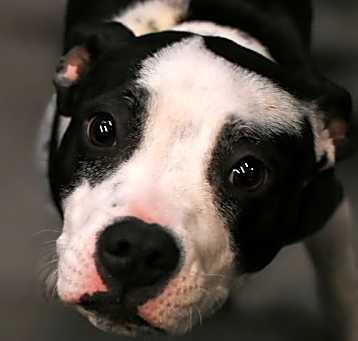 Photo of Polly