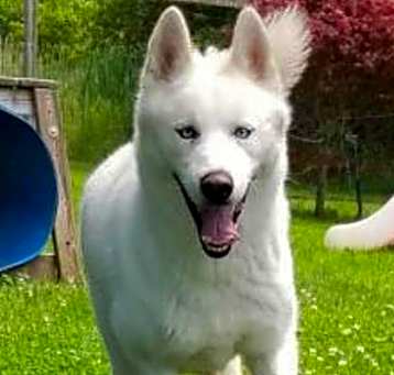 Photo of Apollo