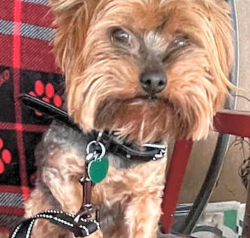 Photo of Coco