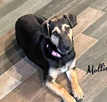 Photo of Mollie