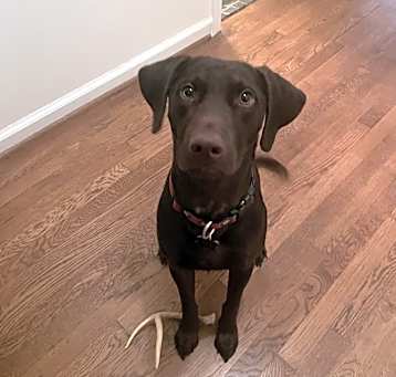 Photo of Tucker