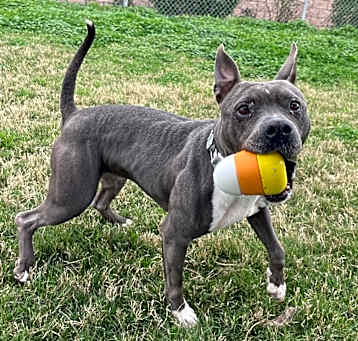 Photo of Sheba