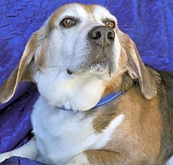 Photo of Ace The Adorable Beagle!