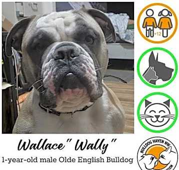 Photo of Wallace - pending