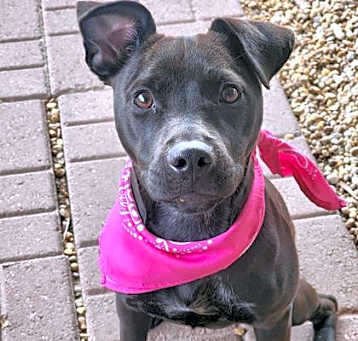 Photo of Roxxie