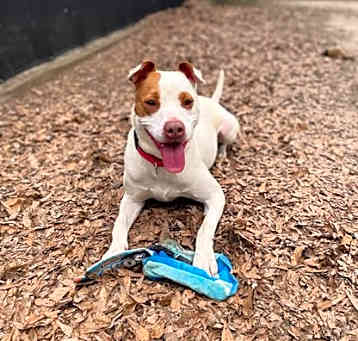 Photo of Spot