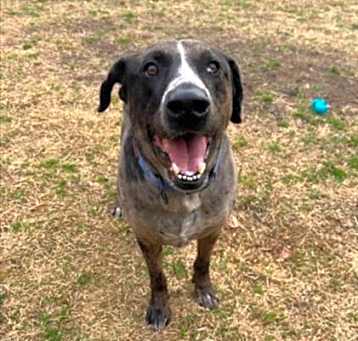 Photo of BENTLEY