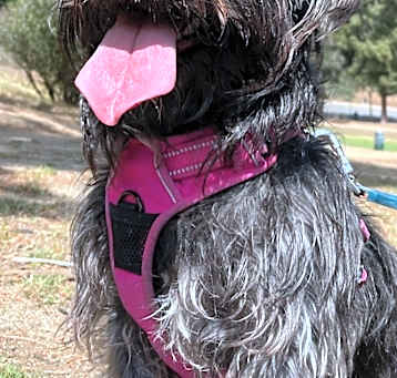 Photo of Olive