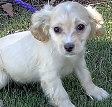 Photo of Susie Q