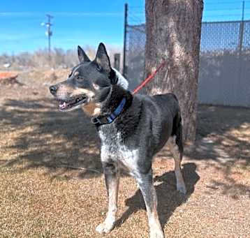 Photo of Dingo