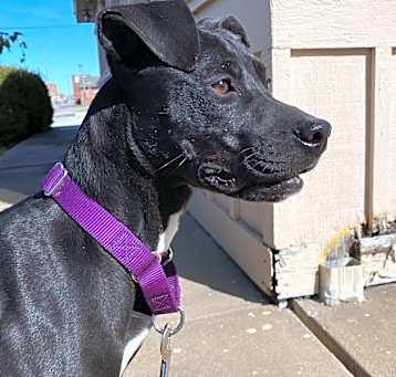 Photo of Raven