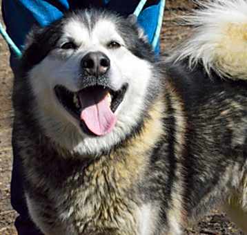 Photo of Nala