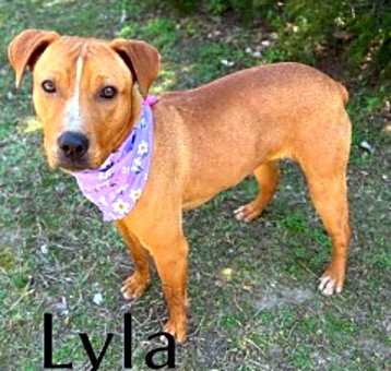 Photo of Lyla 122869