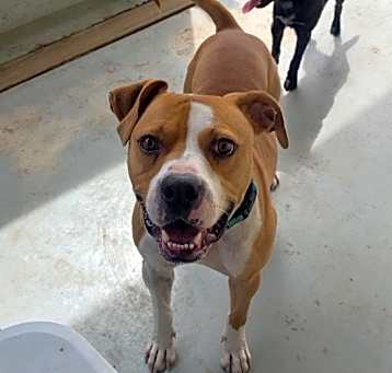 Photo of Whiskey