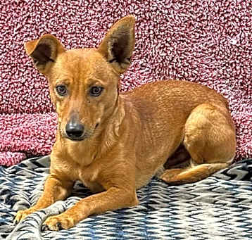 Photo of Goose