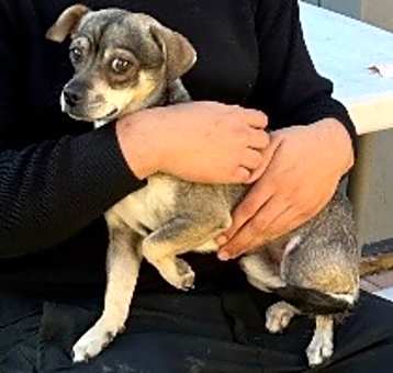 Photo of CHIP