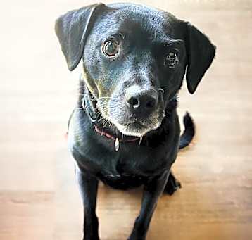 Photo of Scout