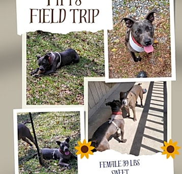 Photo of Fifi 26437
