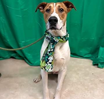 Photo of Sparky