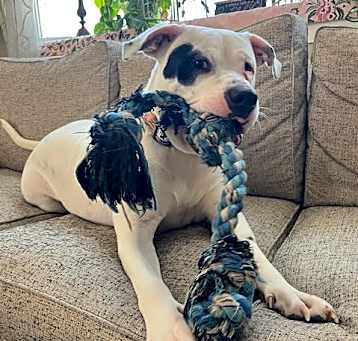 Photo of Capone