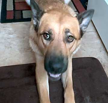 Photo of Goldie Dog