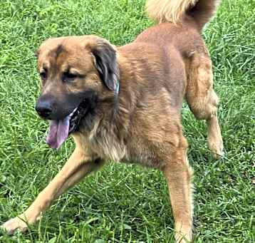 Photo of Rufus