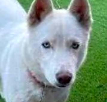 Photo of Luna
