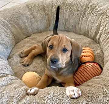 Photo of Snickers