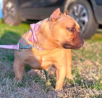Photo of Pocket Bully