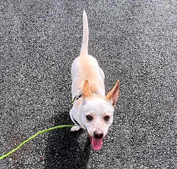 Photo of Biscuit