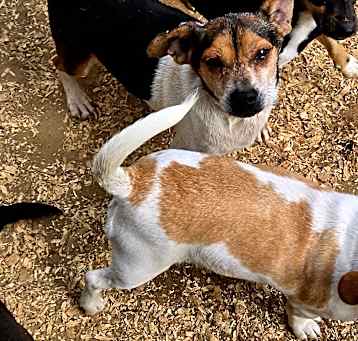 Photo of Doxibeaglechix