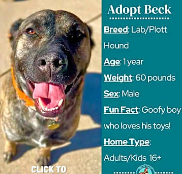 Photo of Beck
