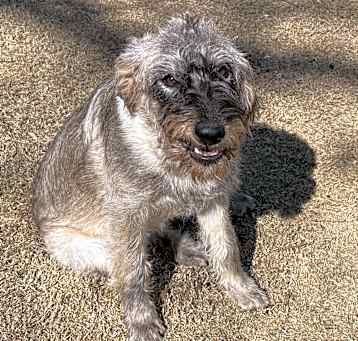 Photo of 3 Doodles
