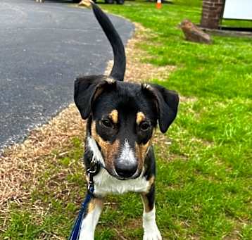 Photo of Sampson