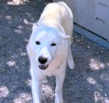 Photo of Riley