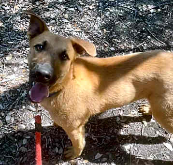 Photo of BUSTER BROWN