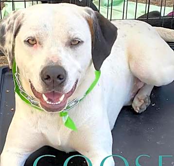 Photo of Goose