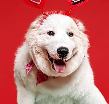 Photo of Sugar