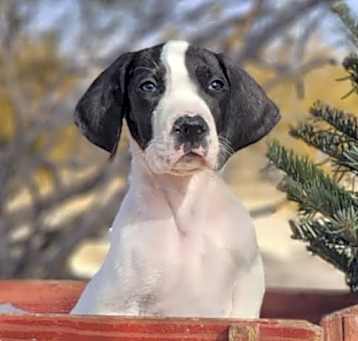 Photo of Buck